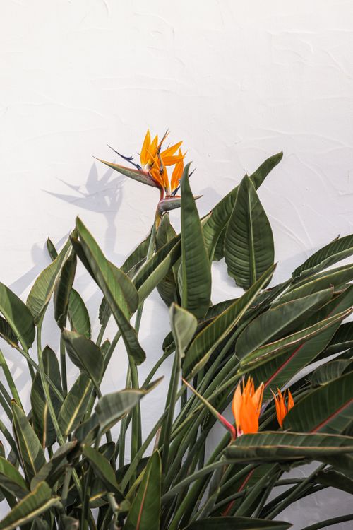 Free A striking bird of paradise flower with vibrant orange petals against a white textured wall, showcasing its exotic elegance. Stock Photo