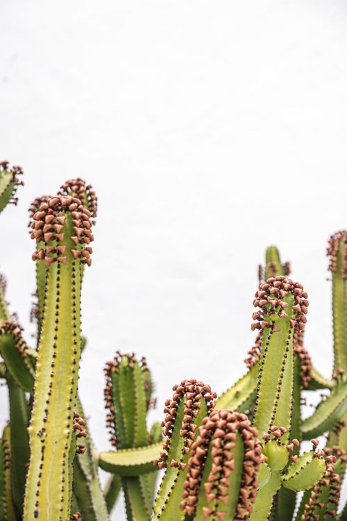 Free A detailed view of euphorbia cactus with thorns against a bright background. Stock Photo