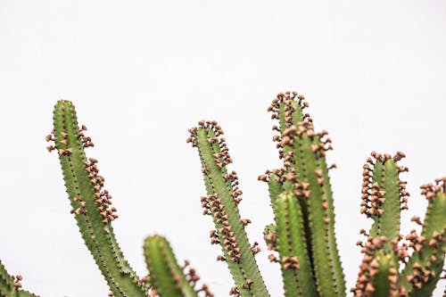 Gratis lagerfoto af euphorbia canariensis, kaktus, kanariske ø spurge