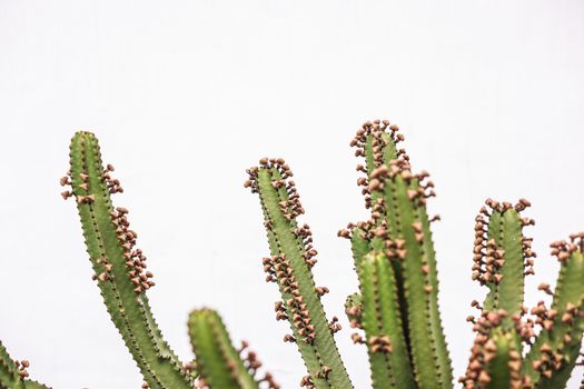 Green Cactus Plant in White Background
