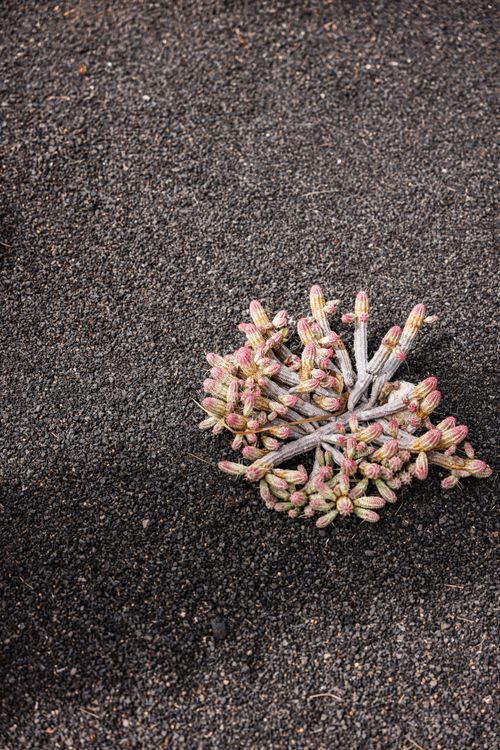 Free Detailed close-up shot of a cactus on a gravel surface, highlighting natural textures. Stock Photo
