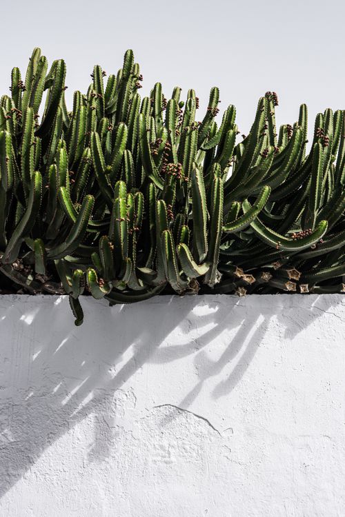 Free Vertical shot of green succulent cacti casting shadows on a white wall, in natural light. Stock Photo