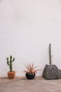 Potted Plants against White Wall