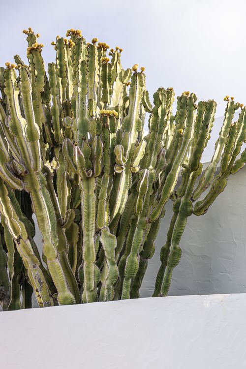 Free A vibrant Euphorbia cactus grows tall over a textured white wall, highlighted by clear blue sky. Stock Photo