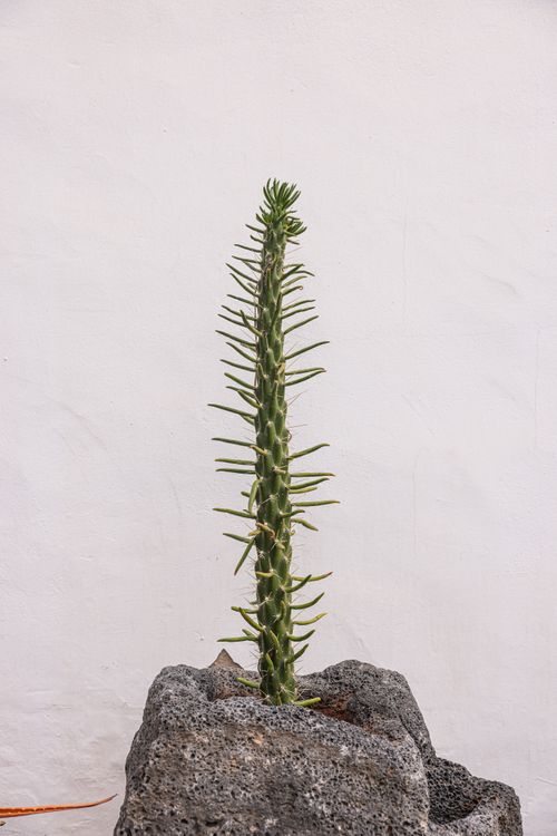 Free A solitary cactus stands on volcanic rock with a white background, symbolizing resilience. Stock Photo