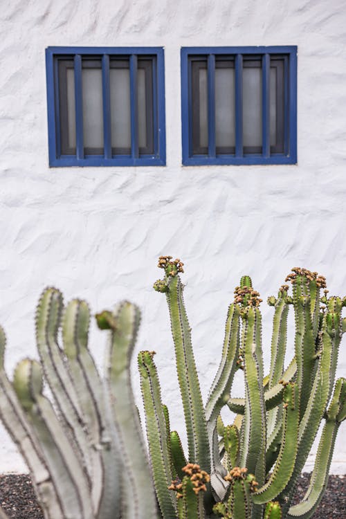 Immagine gratuita di cactus, casa, case