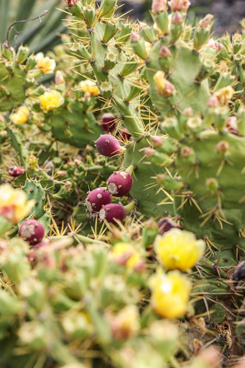 Thorny Cactus Plants 