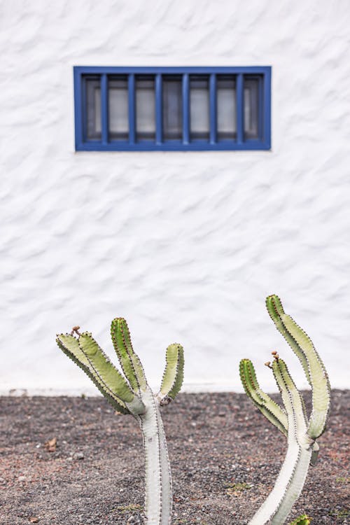 Cactus near Window with Bars