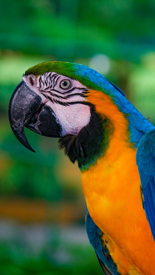 Free Bright and colorful macaw parrot with detailed feathers. Perfect for exotic wildlife themes. Stock Photo