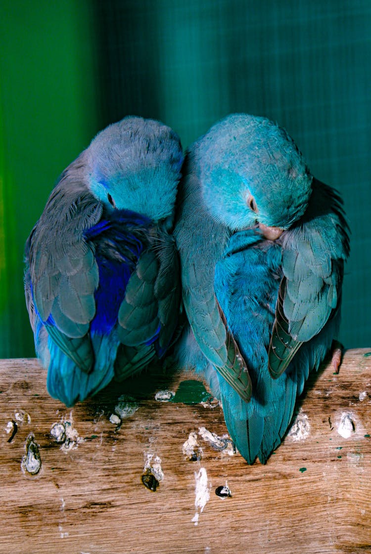 Blue Birds In Close Up Photography