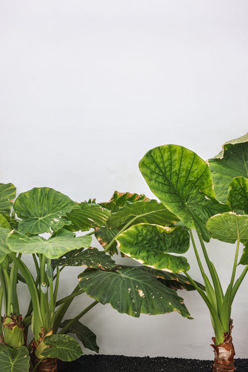 Green Plants Near White Wall