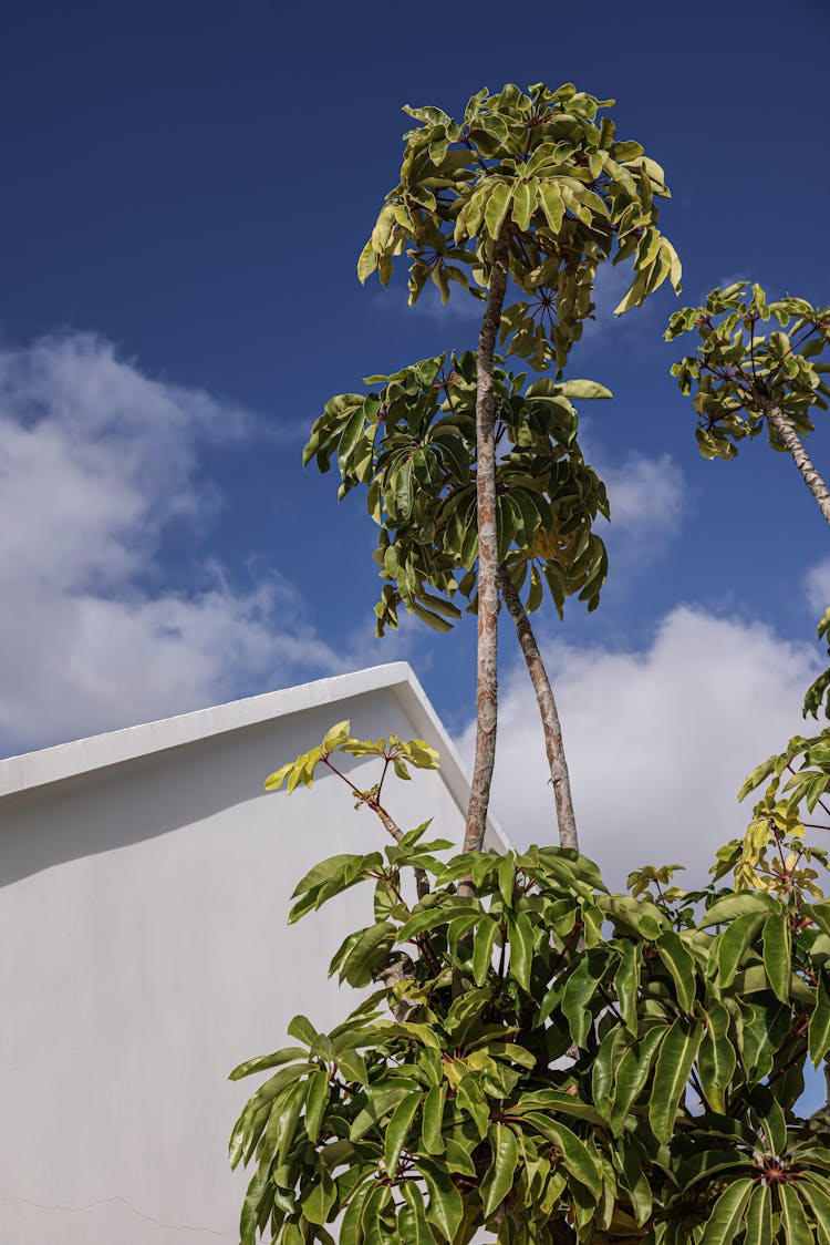 Palm Tree Against Blue Sky