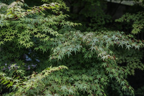 Kostenloses Stock Foto zu acer palmatum, ahorn, grüne blätter