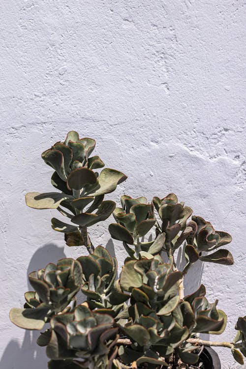 Fotobanka s bezplatnými fotkami na tému crassulaceae, kalanchoideae, kotyledón
