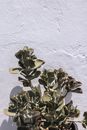 Close-up of a Cotyledon
