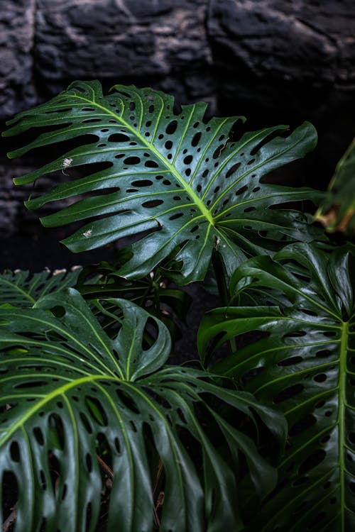 Close-Up Photo of Dark Green Plants