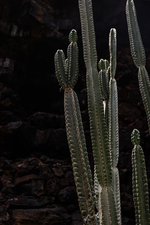 Gratis lagerfoto af botanik, Botanisk, kaktus Lagerfoto