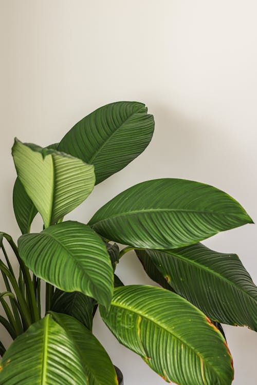 Immagine gratuita di foglie verdi, fotografia di piante, tiro verticale