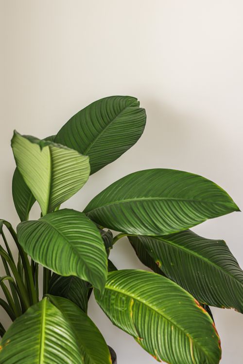 Free A lush indoor houseplant with vibrant green leaves set against a neutral background. Stock Photo