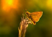 Macro Photography of an Essex Skipper on Brown Plant