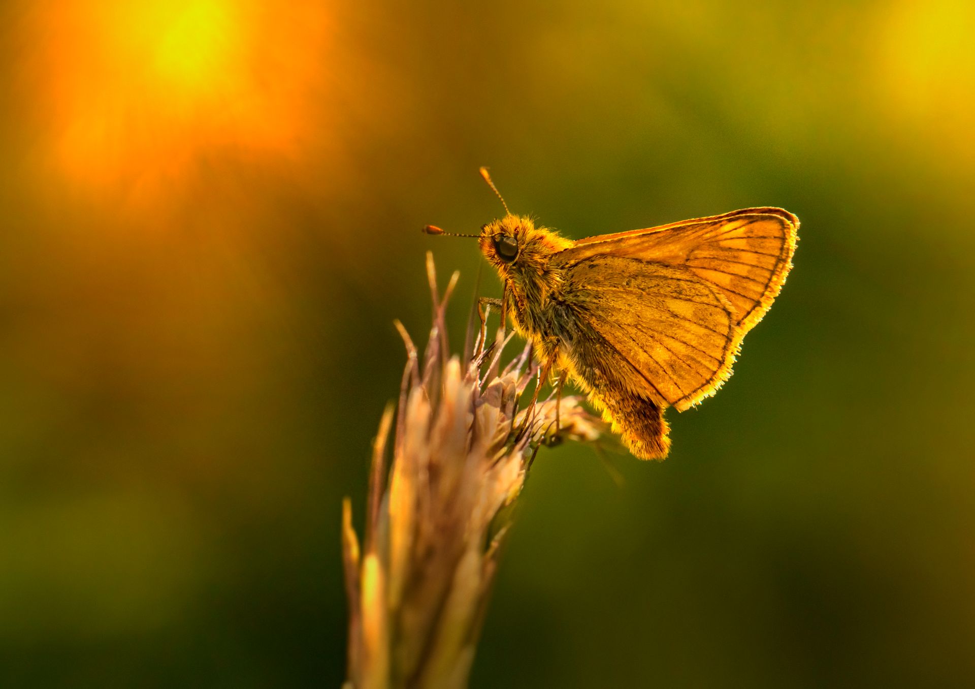Macro shot of an Essex Skipper butterfly perched on a flowering plant during sunset.