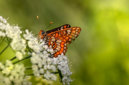 Macro Shot of an Orange Butterfly