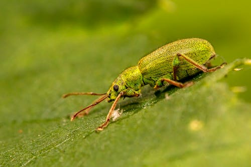 Macro Shot of a Green Weevil