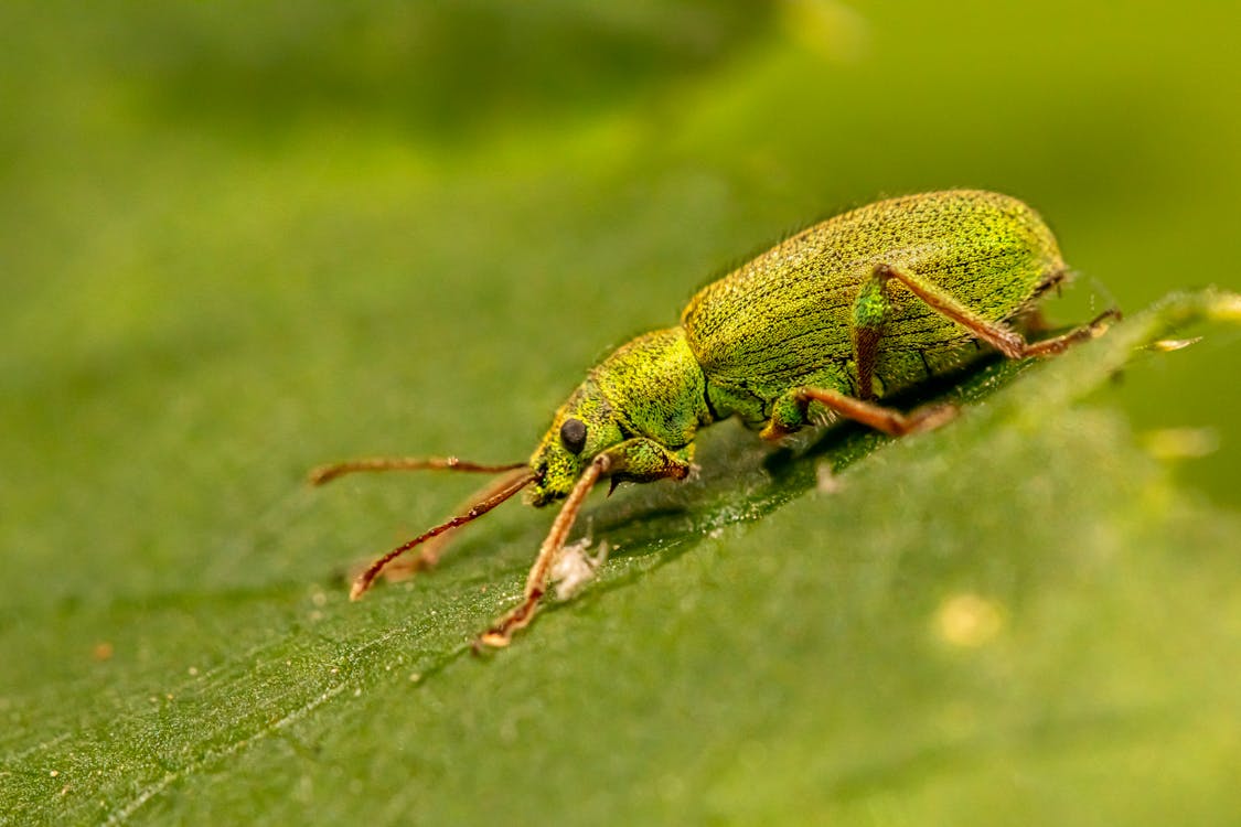 Macro Shot of a Green Weevil