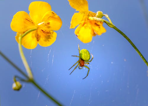 Macro Shot of a Spider Near Yellow Flowers