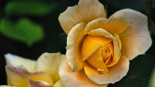 Close-Up View of Yellow Rose in Bloom