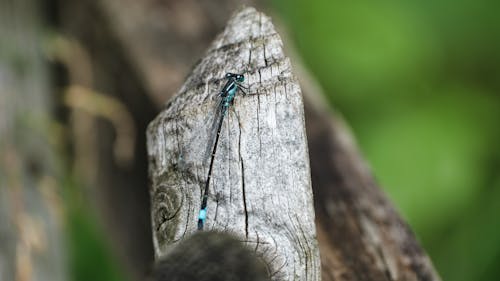 Macro Photography of a Blue and Black Dragonfly on Wood