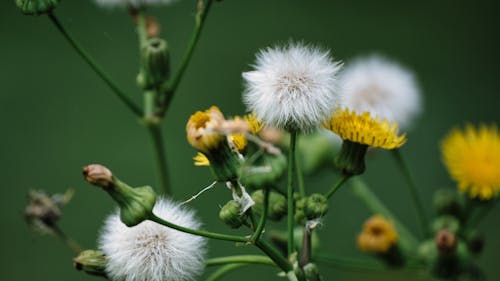 Close Up Photo of White Dandelions in Bloom