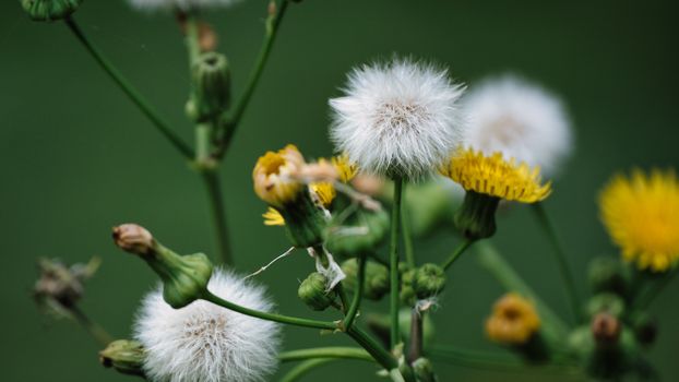 Detailed macro shot of blooming dandelions with fluffy seeds and yellow flowers against a blurred green background.