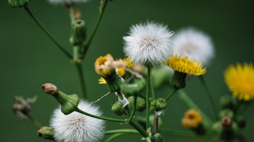 Free Detailed macro shot of blooming dandelions with fluffy seeds and yellow flowers against a blurred green background. Stock Photo