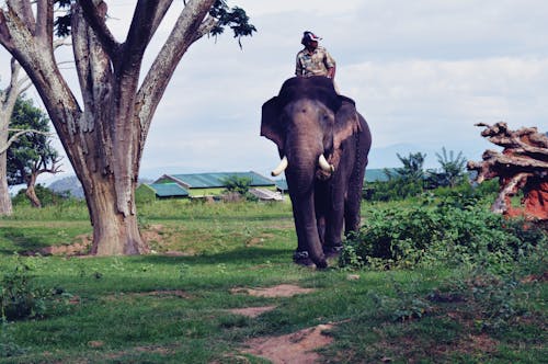 karnatakatourism 的 免费素材图片