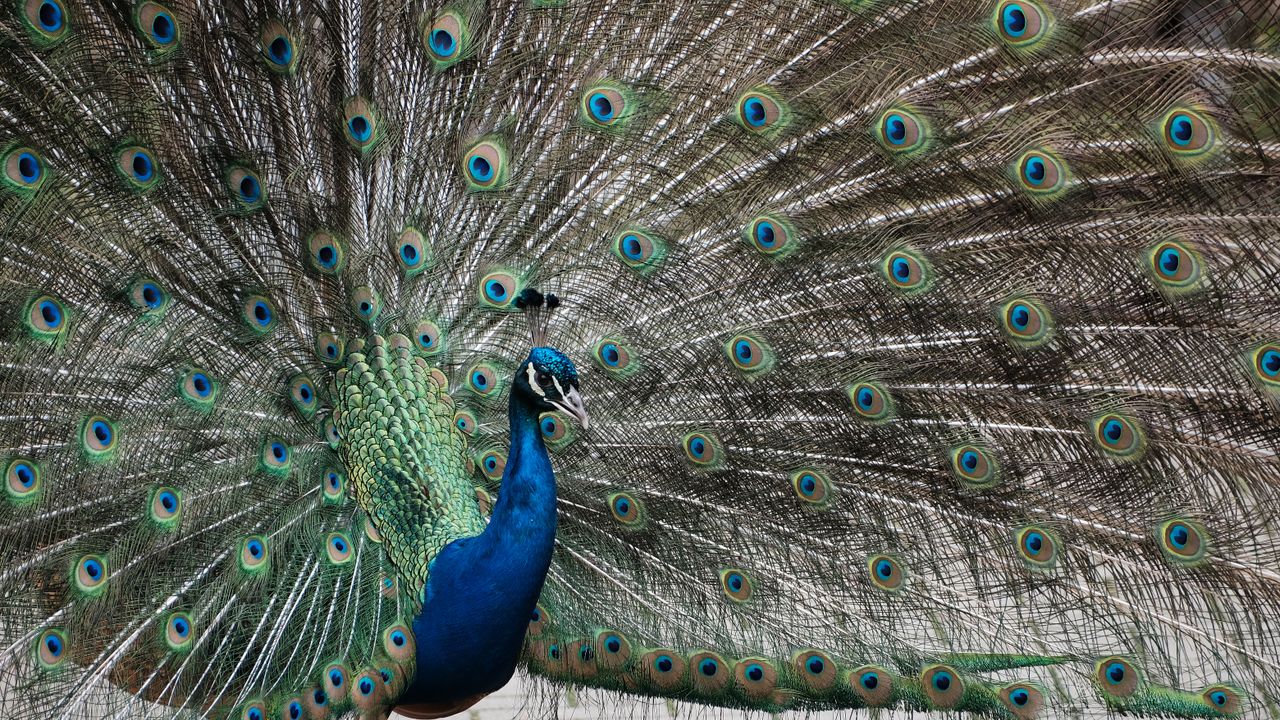 close up of a beautiful peacock showcasing its vibrant feathers in ful