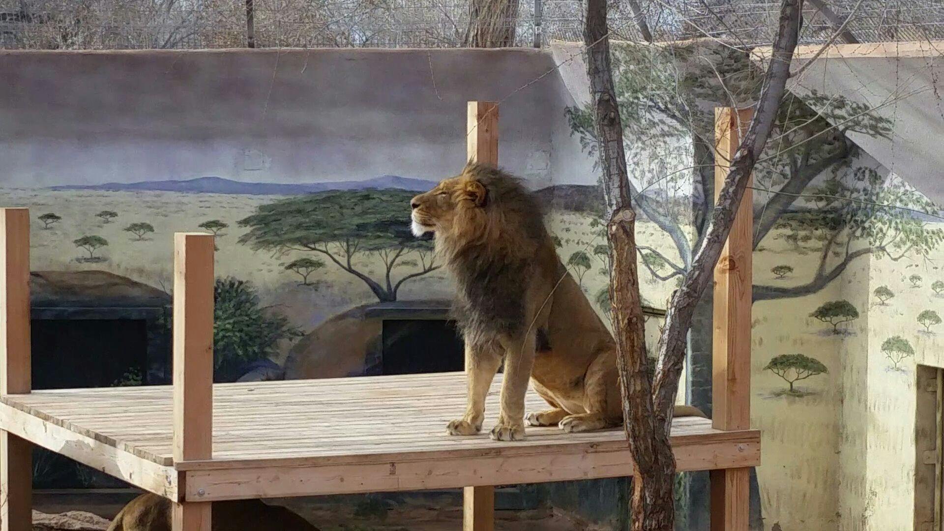 Free stock photo of confident, courage, lion