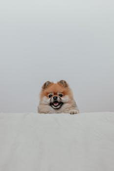 Cute Pomeranian dog smiling and peeking over a soft white blanket indoors.