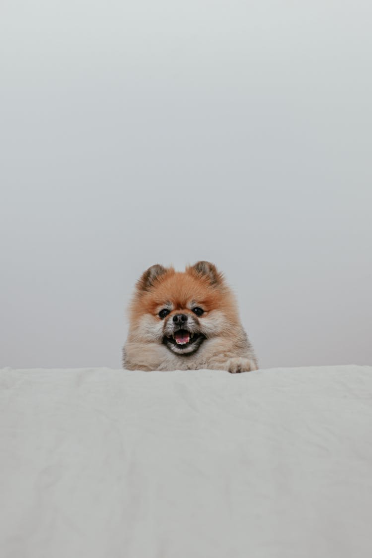 A Pomeranian