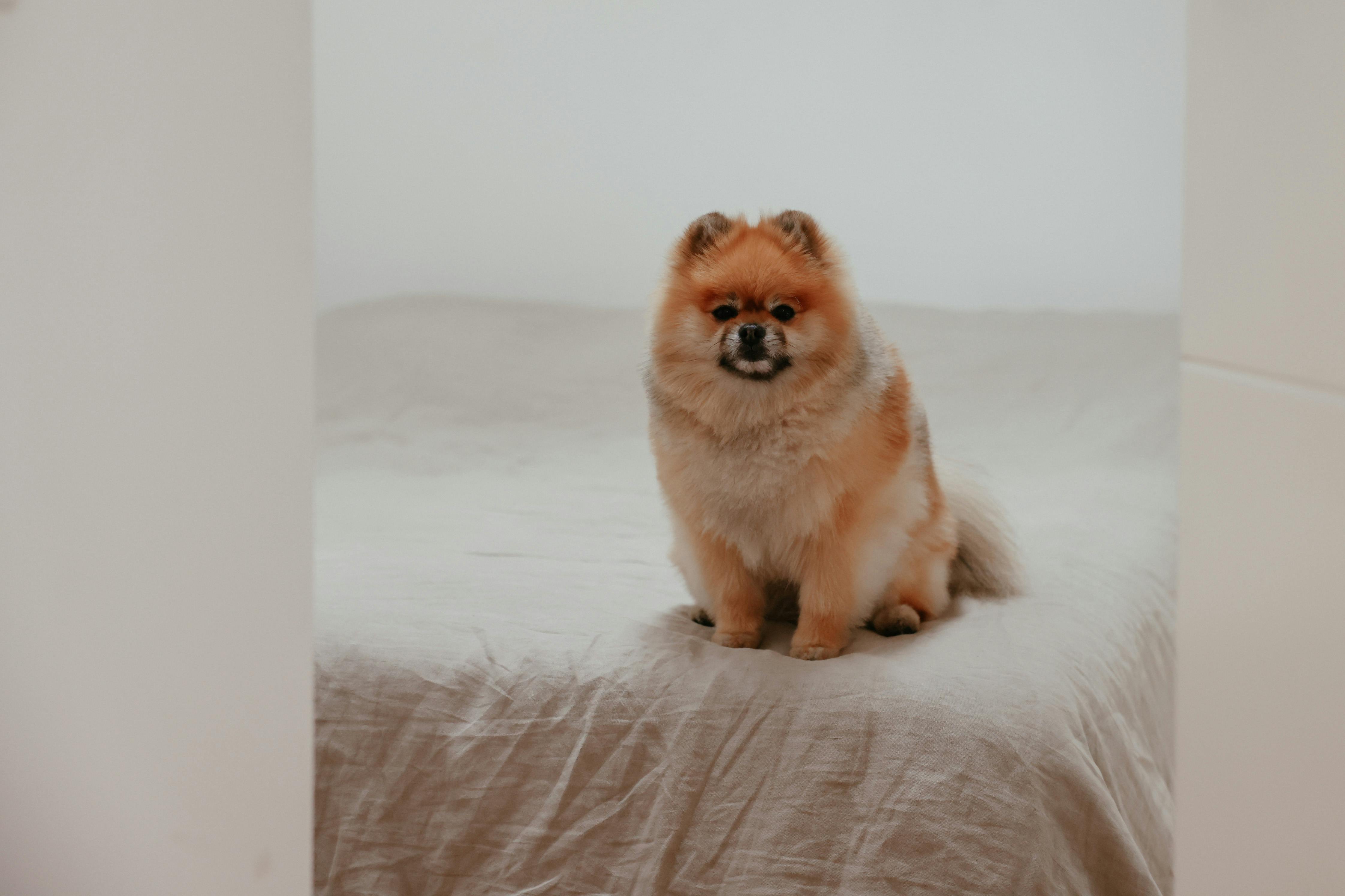 Adorable Pomeranian dog sitting on a cozy bed with fluffy fur and a curious look.