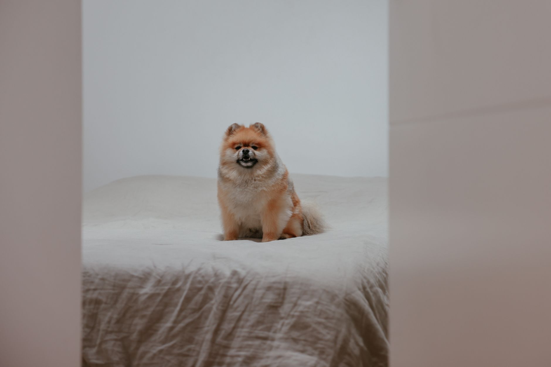 Charmante Pomeranian-hond die statig op een net opgemaakt bed in een moderne slaapkamer zit.