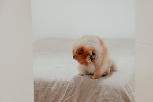Free Pet Dog on the Bed Stock Photo