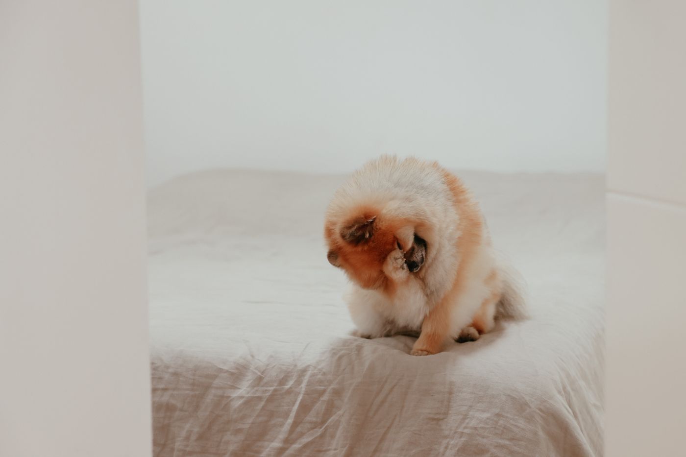 Pomeranian dog relaxing and playing on a soft bed indoors