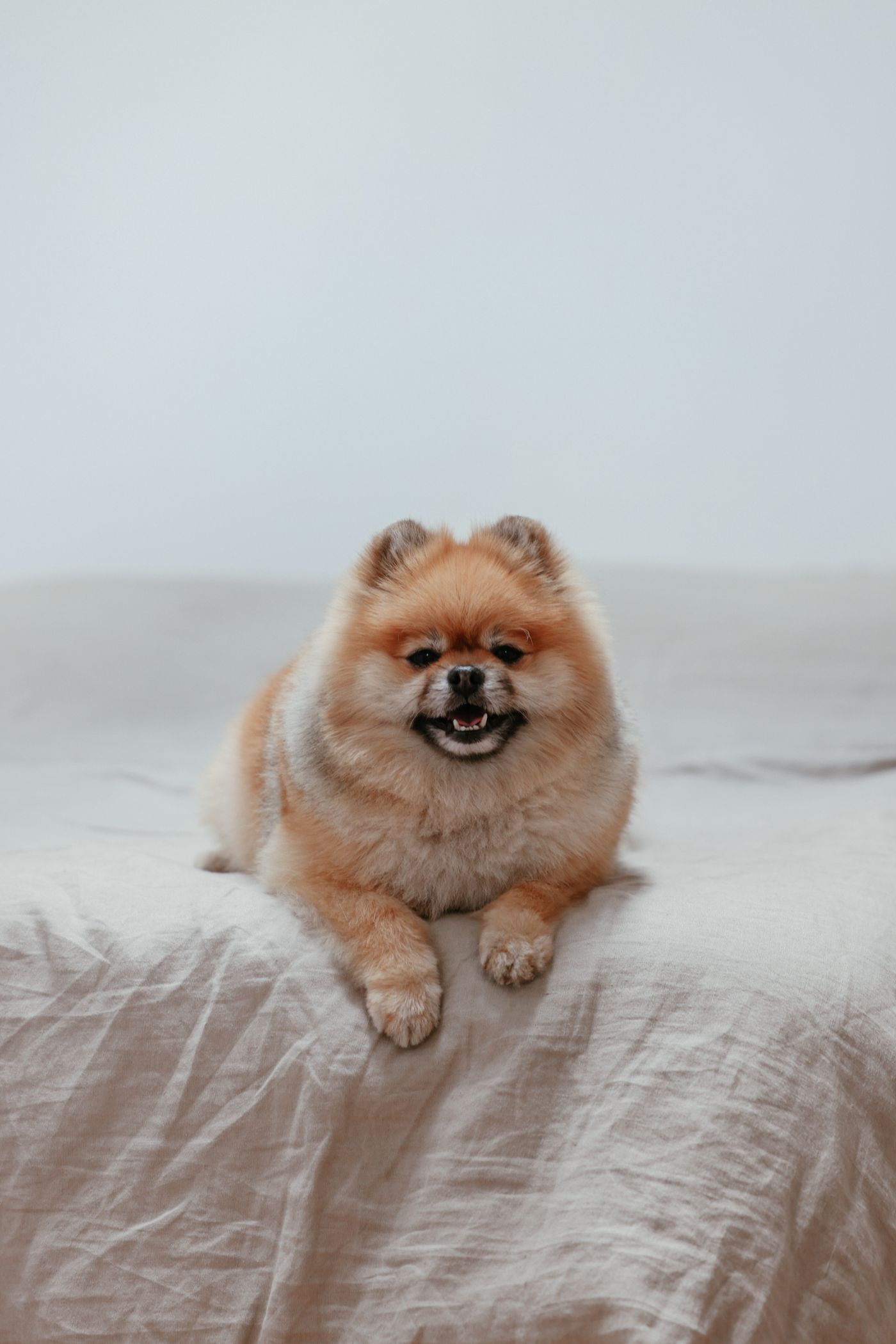 Fluffy dog relaxing on a bed