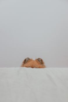 Free stock photo of animal, bird, cat