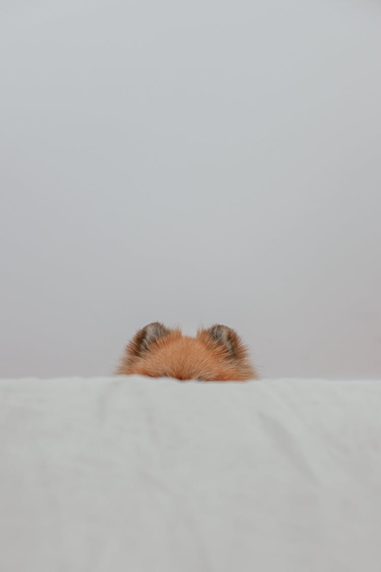 A Pet Dog Hiding