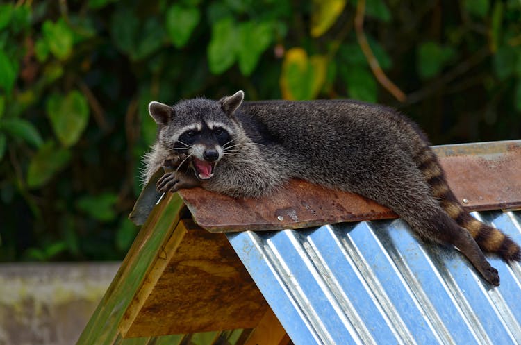 Gray Raccoon On Rusty Roof