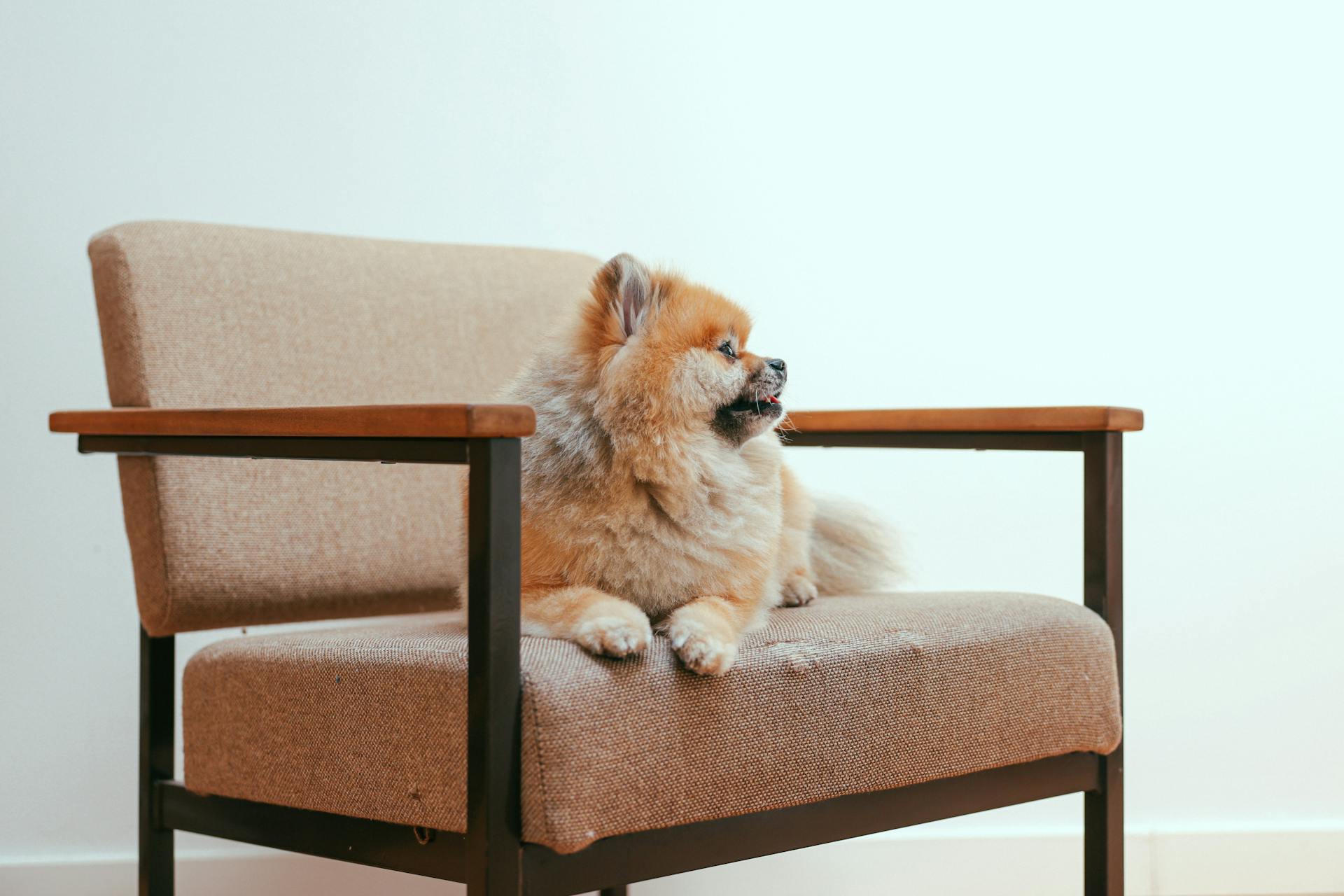 Brown Pomeranian Puppy Lying on an Armchair