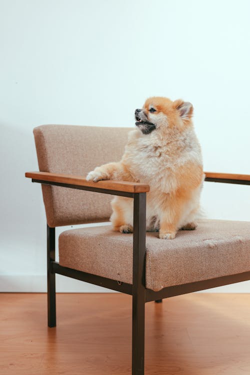 Gratis stockfoto met aanbiddelijk, babyhondje, canidae