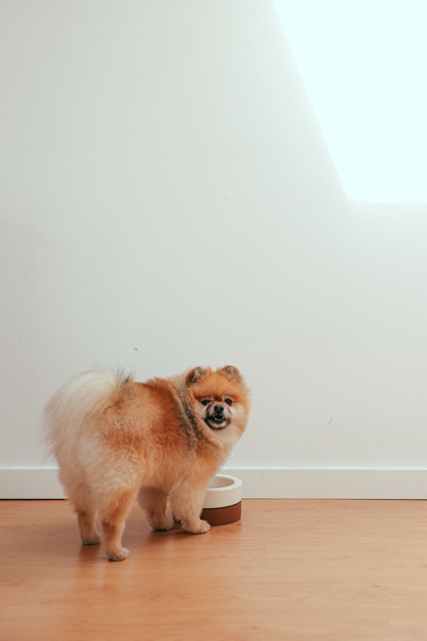 Dog waiting beside an empty food bowl